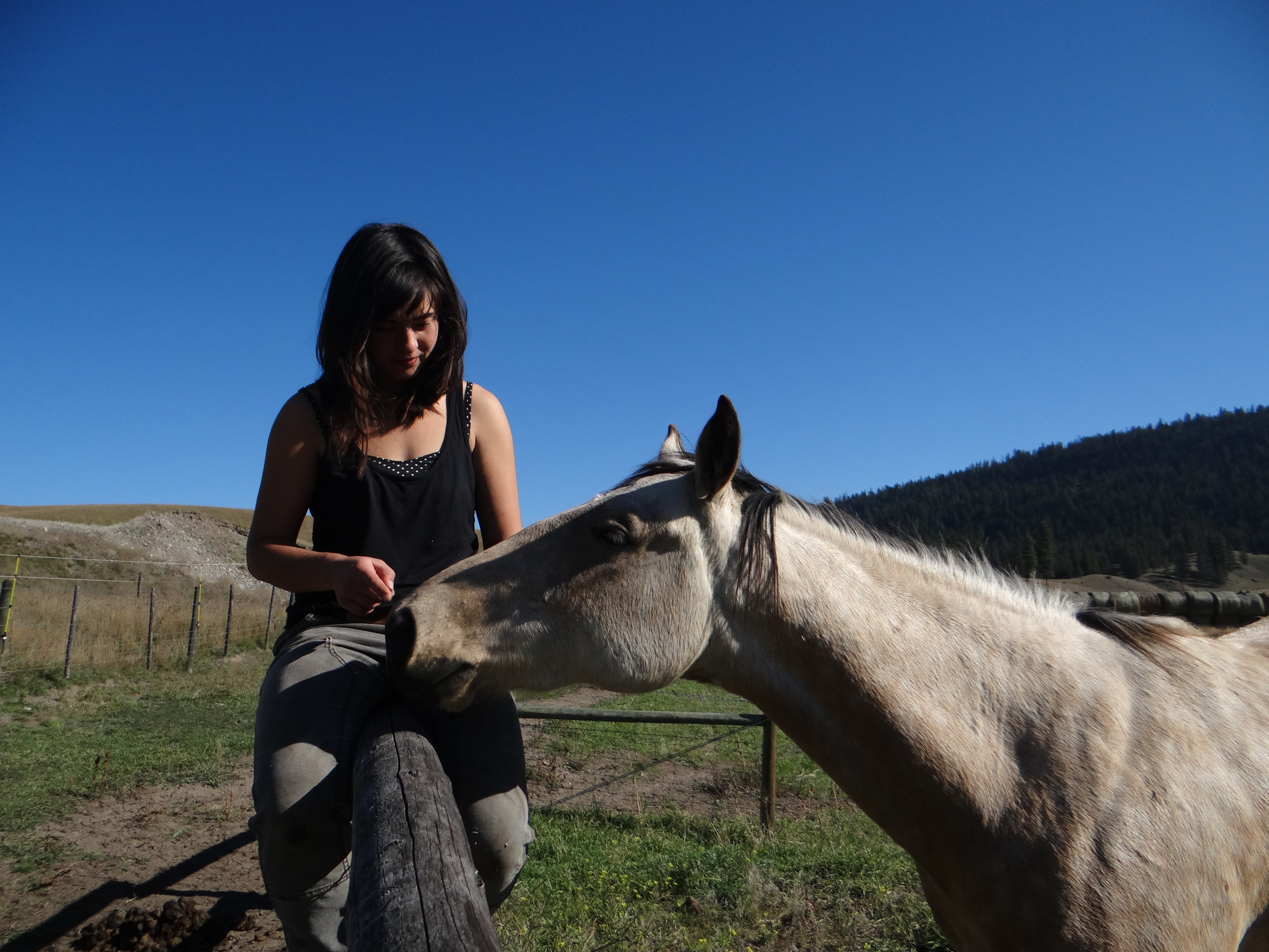 On Liberty Training & Things That Look Like Whips Listen To Your Horse