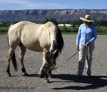 Giving Horses Their Voice – What if they say No?? Giving Horses Their Voice – What if they say No??