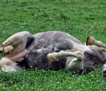 The Colic Pump – Palpation, Massage Technique for Equine Colic The Colic Pump – Palpation, Massage Technique for Equine Colic