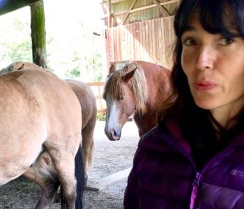 Montaro – Horse BodyTalk Session #2 Montaro – Horse BodyTalk Session #2