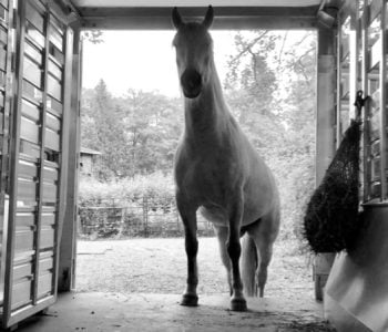 Choosing the Best Horse Trailer Choosing the Best Horse Trailer