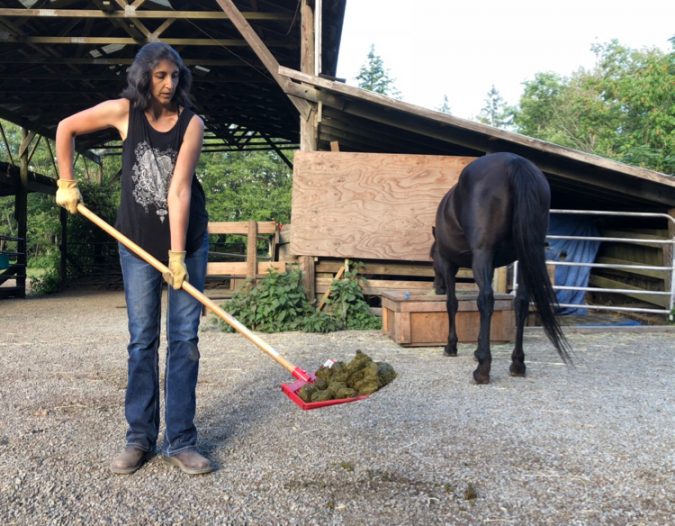 Stud Piles Teaching Horses WHERE You Want Them to Poo Listen To