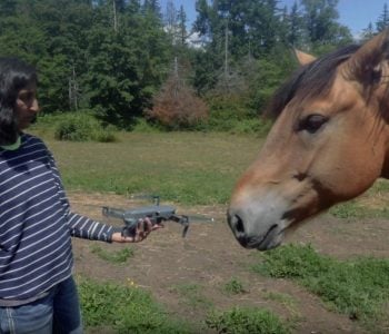 The Herd Meets a Camera Drone & Montaro Doesn’t Like It The Herd Meets a Camera Drone & Montaro Doesn’t Like It