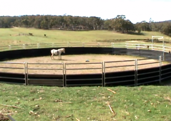 VIDEO: Join Up and Round Pen Training: Fact or Fiction?