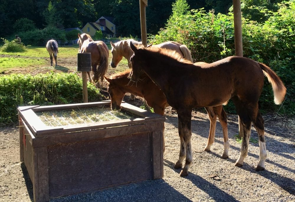 Feed smart best sale automatic horse feeder