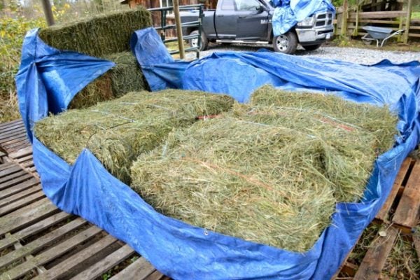 Storing Hay So It NEVER Gets Moldy