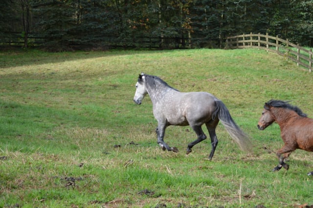 grass-field-left