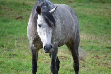 Intimacy With A Horse Involves Choice