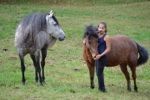 Horse Bullying Behaviour – A Story