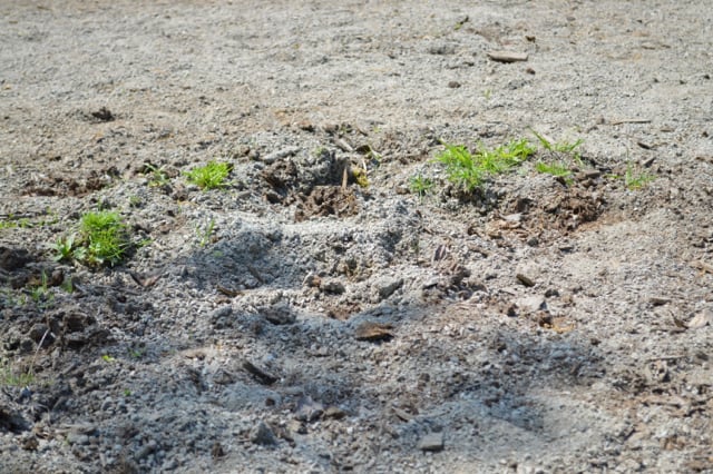 What the crusher dust looks like in May (9 months later)