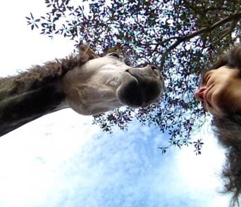 Meditating With Horses: Being vs. Doing Meditating With Horses: Being vs. Doing