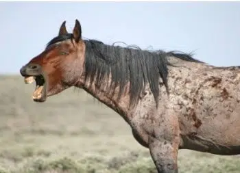 Do Equine Dentists Interfere Too Much With Horse’s Teeth?