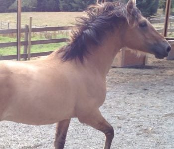 VIDEO: The Super Easy Way to Exercise a Stallion! VIDEO: The Super Easy Way to Exercise a Stallion!