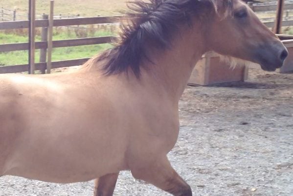 VIDEO: The Super Easy Way to Exercise a Stallion!