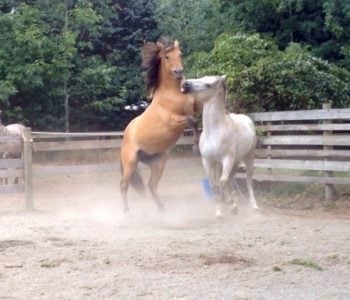 VIDEO: Teaching 2 Stallions To Get Along – No Bullying!