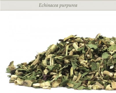 echinacea-mr-herbs