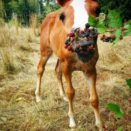 Herbs And Medicinal Plants That Horses Will Actually Eat Listen To Your Horse