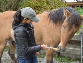 How I Got 2 Semi-Feral Horses to Willingly Take a Chemical De-wormer – Unhaltered