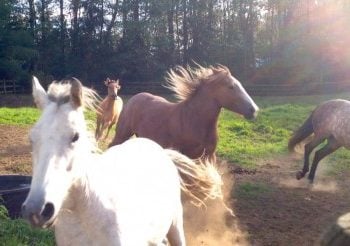 VIDEO: Horses Freerunning & Playing