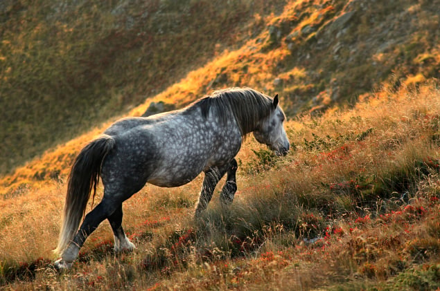 What wild plants can horses eat