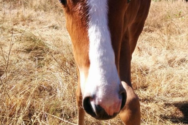 VIDEO: No Pressure, No Fear: Teaching Your Young Foal To Lead – Part 1