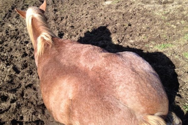 How I got on my Wild Horse for the First Time – Lying Down!