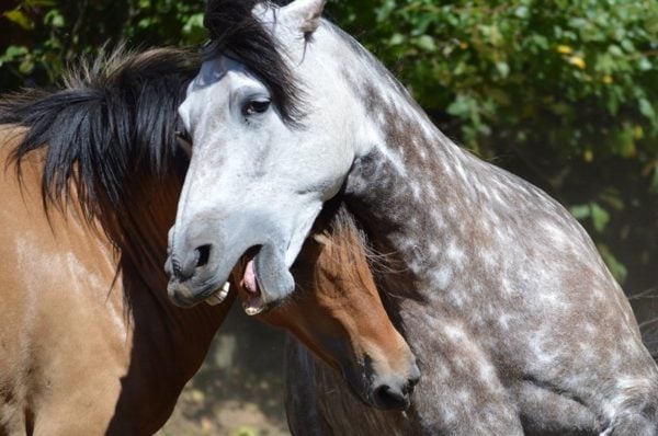 VIDEO: Beautiful, Natural, Unrestrained Stallion & Mare Courtship
