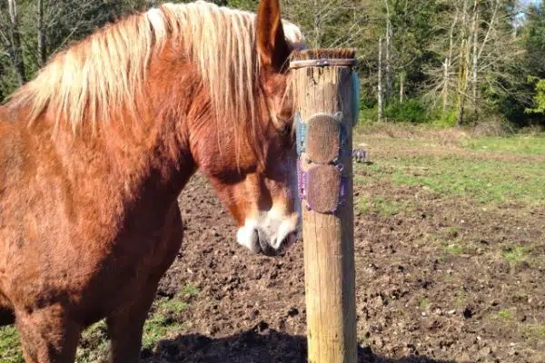 Affordable DIY Equine Scratching Post Solutions