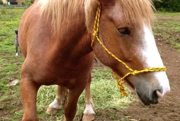 How To Make a Draft-Size Rope Halter & Neck Loop