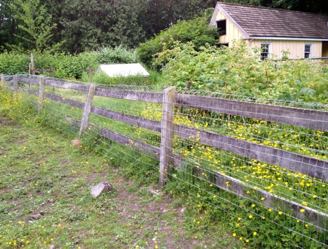 Fencing Pros and Cons & The Best Horse Fence