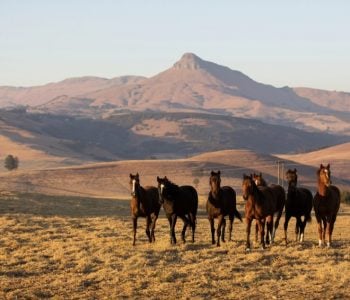 The Empowered Mustang Project: The Journey Home The Empowered Mustang Project: The Journey Home