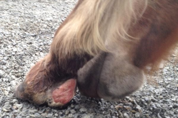 Horse-Directed Healing Prevents Proud Flesh
