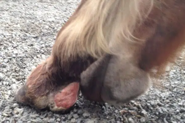 Horse-Directed Healing Prevents Proud Flesh