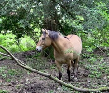 Beyond the Peaceful Woods: Horse Magic & Tree Elders