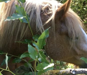 Receiving Gifts from the Plants in your Pasture Receiving Gifts from the Plants in your Pasture