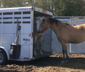 Adventures In Trailer Training – From Betrayal to Solidarity – Part 2 Adventures In Trailer Training – From Betrayal to Solidarity – Part 2