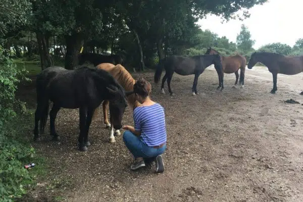 Close Encounters of the Equine Kind – Meeting the New Forest Ponies