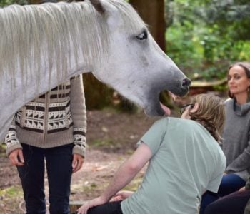 Meditation Circle with Horses Gets Jiggidy Meditation Circle with Horses Gets Jiggidy