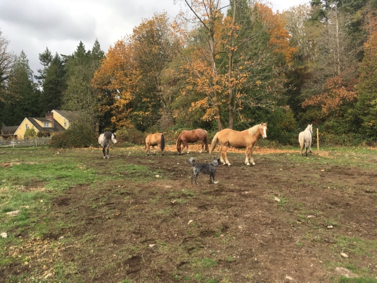 How to Get Your Pastures to Grow Faster & Reduce Sugar! | Listen To ...