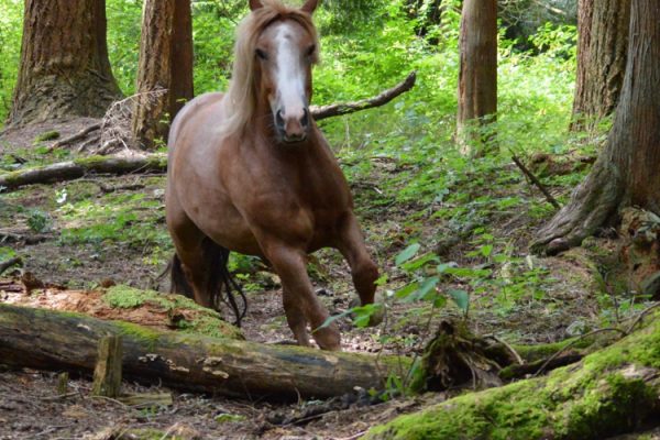 Horses Make The Best Forest Trails!