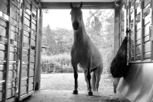 Choosing the Best Horse Trailer