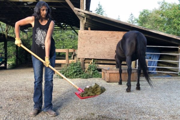 Stud Piles – Teaching Horses WHERE You Want Them to Poo