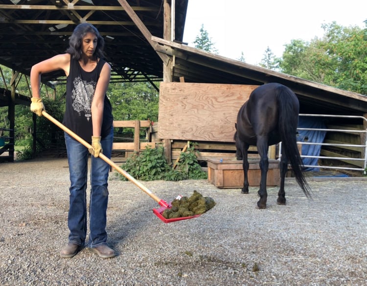 can dogs get sick from eating horse poop