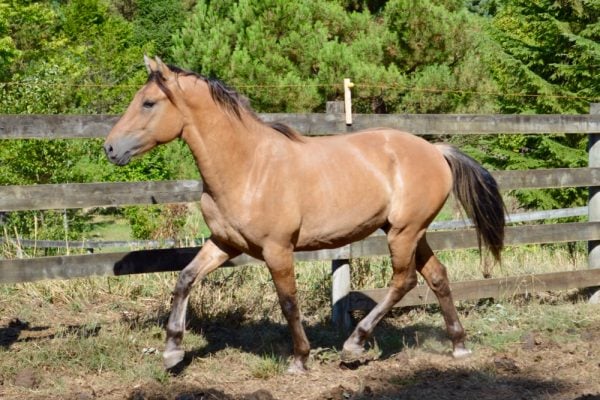 Healing Gelding Castration Scars & Adhesions