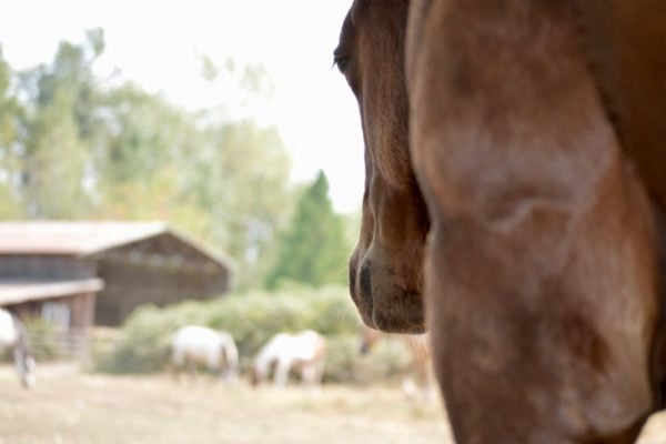 Animal Communication & BodyTalk Session for YOU with the Herd!
