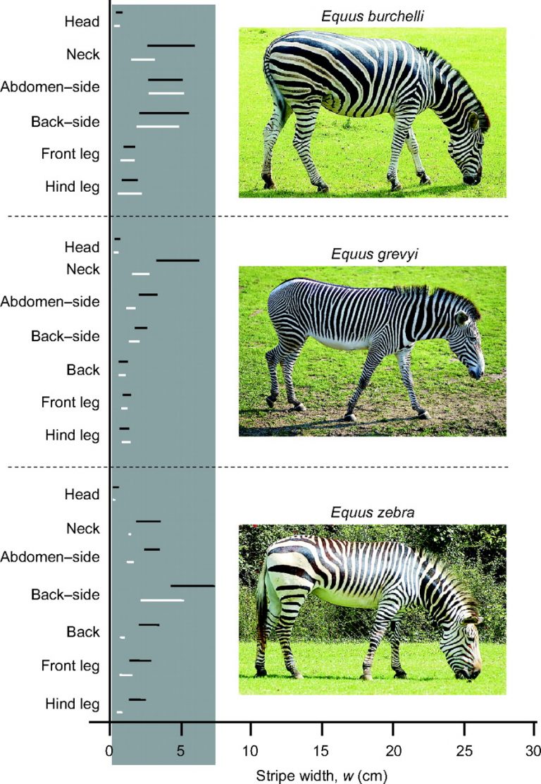 Why do Flies Avoid Zebras yet Love Horses? Listen To Your Horse
