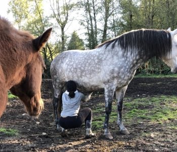 What Makes Your Horses So Different? What Makes Your Horses So Different?