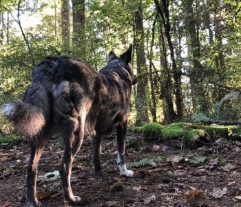 Horses, Dogs, Forest and Ice Horses, Dogs, Forest and Ice