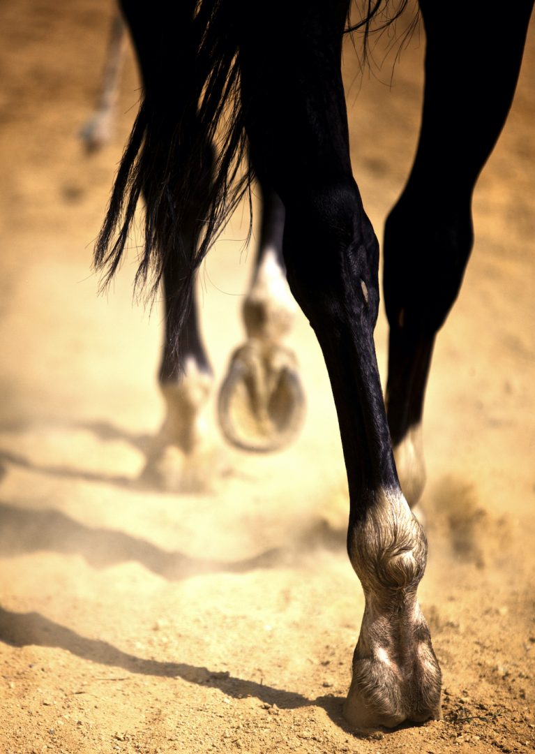 Natural Wild Oregano Thrush Remedy for Horses Hooves Listen To Your Horse