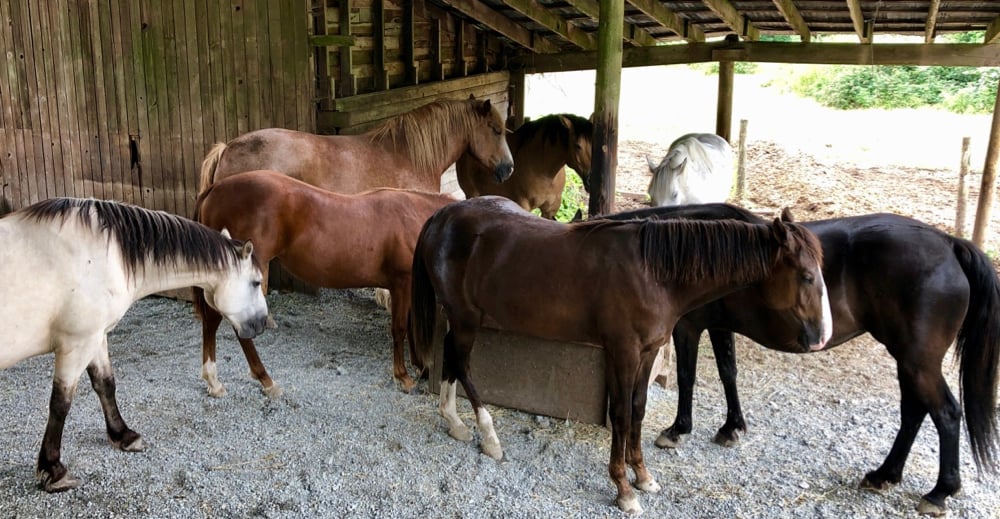 horse-herd-meditating